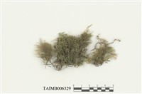 藏品(美姿羽蘚)的圖片